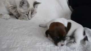 Two Week Old Jack Russell Terrier quotPippinquot meets Kitten [upl. by Odrarebe]