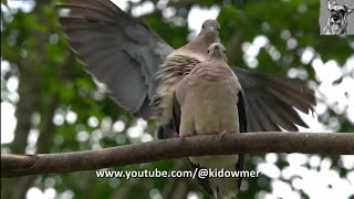 EARED DOVES Mating interrupted Bird Paradise Singapore [upl. by Conner]