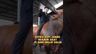 Sapi Qurban willie salim ngamukwilliesalim sapi sapijumbo irfanhakim cow qurban shorts [upl. by Taddeo949]