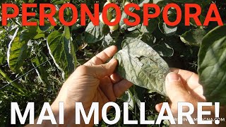 E arrivata la PERONOSPORA sui POMODORI Ecco cosa fare [upl. by Dnomra]