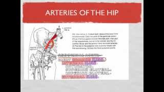 Lower Limb Blood Vessels [upl. by Ursel232]