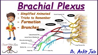 Brachial plexus  Anatomy  Simplified  Roots Trunks Divisions Cords and Branches in hindi [upl. by Daj]