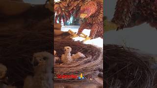 eagle and nest craft zoo shots 10m shortvideo viral shortsyoutube nest eagle craft zoo [upl. by Nnednarb]