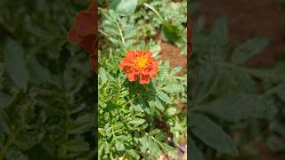 Tagetes Marigold shorts jardinagem flores plantas jardim plantas organic flowers marigold [upl. by Rafaelia]