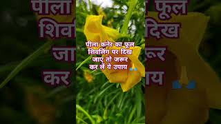 Peela kaner ka phool se upay 🙏ytshorts upay shivlingmahapuran Truelife3003 [upl. by Aikyn]