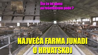 NAJVEĆA FARMA ZA TOV JUNADI U HRVATSKOJ evo kako rade  koji je sistem i KOLIKO SUBVENCIJA dobijaju [upl. by Ronacin]