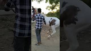 horoscope horse hores horselover love funny song august19 horseriding 7697614817 [upl. by Auqinal]