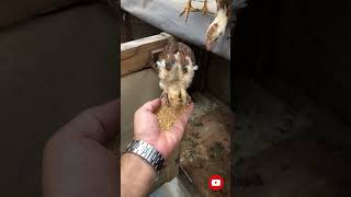 Tetra aseel feeding at handpakistan viralvideo like follow [upl. by Belldas]