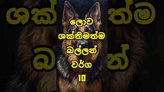 ලොව ශක්තිමත්ම බල්ලන් වර්ග 10 shorts trending viralvideo top10 top dogs strongest dogbreed [upl. by Dinah464]