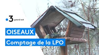 Comptage bisannuel des oiseaux par la LPO [upl. by Ennalorac]