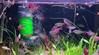 Feed The Tetra Fish With Red Frozen Worm [upl. by Haduhey]