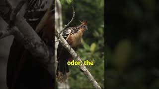 Discovering the Mysteries of the Hoatzin A Short Documentary [upl. by Heidie]