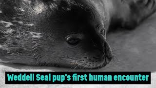 Uncut and curious weddell seal approaches people at McMurdo Station [upl. by Eiramait]