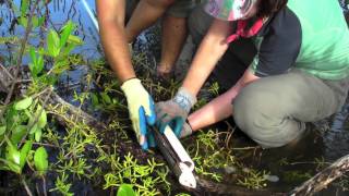 What Lies Beneath Using Mangrove Peat to Study Ancient Coastal Environments and SeaLevel Rise [upl. by Ruperta]