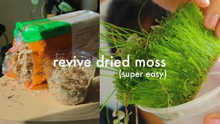 How to revive dried sphagnum moss  easy tutorial [upl. by Lange698]