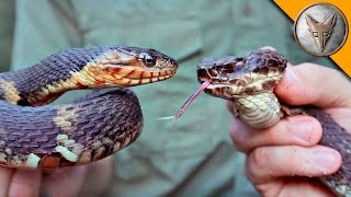 Cottonmouth vs Water Snake [upl. by Deming]