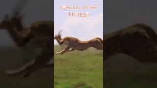 Survival of the Fittest wildlife documentarychannel animals [upl. by Zerla]