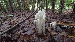 Unique NonPhotosynthetic plant Ghost or Indian Pipe Monotropa uniflora🌸 Cape Split hike trail🪨🏔 [upl. by Sacci]