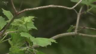 Tufted Titmouse [upl. by Dedra309]