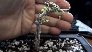 How to grow Elephant tree  Operculicarya decaryi  mini bonsai and propagation [upl. by Napier807]