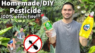 HOW TO USE VINEGAR AND DISHWASHING LIQUID AS PESTICIDEINSECTICIDE  HOMEMADEDIY PESTICIDE [upl. by Marillin219]