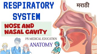 NOSE AND NASAL CAVITY RESPIRATORY SYSTEM ANATOMY AND PHYSIOLOGY  GNM 1ST YEAR CLASSES [upl. by Anilegna]