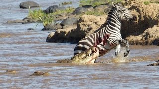 Trending video of crocodiles hunting Zebra Size Doesnt matters Netmarkers [upl. by Llessur593]