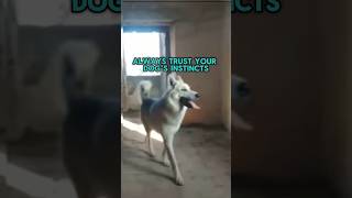 DOG Scared To Enter An ABANDONED CHURCH [upl. by Edyth387]