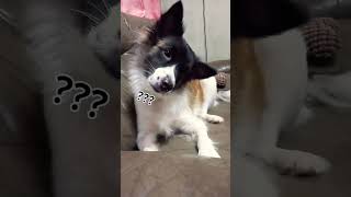 Dog reacts to weird noise dog dogs sound dogreacts shorts [upl. by Iong454]