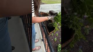 Planting up some beautiful hayrack planters for the 4th of July 🇺🇸🥰 shorts 4thofjuly frontporch [upl. by Wendie]