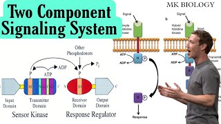 Bacterial two component signaling system  two component system in bacteria [upl. by Bevash247]