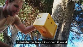 How to place a Timms Trap Safely and Effectively [upl. by Roos941]