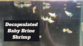 Feeding Decapsulated Brine Shrimp To My Guppy Fish guppy guppyfish guppybreeder guppybreeding [upl. by Adelaide]