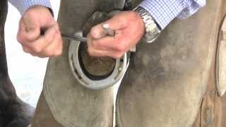 Farrier Tips Learn How To Properly Remove a Loose Horseshoe [upl. by Lipman]