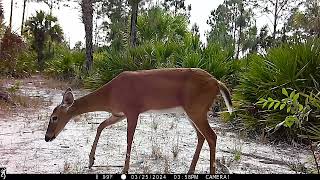 Wildlife compilation from Collier County FL [upl. by Netty]