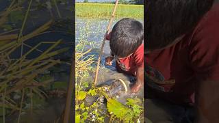 Catching Huge Deshi Catfish by traditional Boum Trap in Beel trapfishing fishing catchfish [upl. by Assilrac]