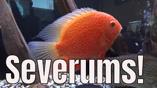 Amazing Red Severum Cichlid Tank fishfam [upl. by Cross]