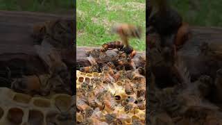 Western Honeybees Defend Their Hive Against a Giant Hornet [upl. by Beyer]