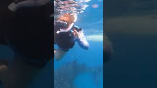 These gentle giants are even more majestic in person WhaleSharks travel nature snorkeling [upl. by Wagshul]