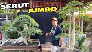 Review Harga Bonsai Jumbo Dimas Reza [upl. by Sac]