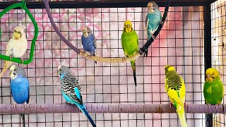 Sounds of nature  budgie parakeet sound video  2K HD get yourself relaxed [upl. by Formenti]