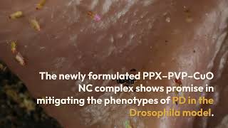 PPX–PVP–CuO NC treatment  Drosophila PD model [upl. by Olim]