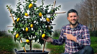 3 trucchi per COLTIVARE LIMONE in VASO e fare più di 4 CHILI all’anno [upl. by Ashil]