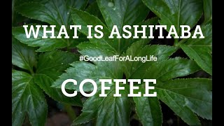 WHAT IS ASHITABA COFFEE HELP AND BENEFITS [upl. by Akcimahs]