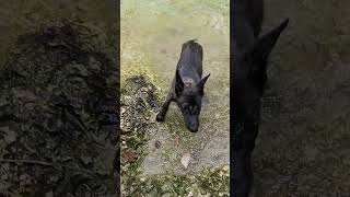 BM puppy playing subscribe belgianmalinois farmdogviralvideo shorts latest [upl. by Behl149]