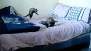 Ferrets playing and making all sorts of funny noises [upl. by Sama231]