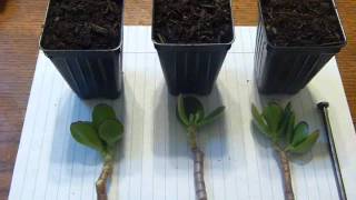 Jade Plant Cuttings [upl. by Blackman]