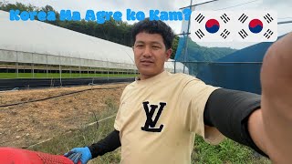 Korea ko Kam kahile Jala gham😂🇰🇷 [upl. by Engdahl424]