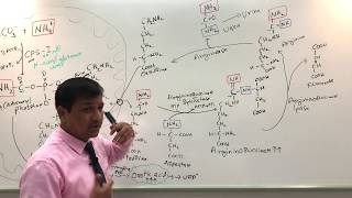 Urea Cycle and Urea Cycle Disorders [upl. by Dadinirt442]