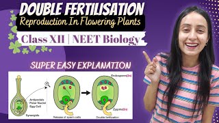 Double Fertilisation  Sexual Reproduction in Plants  Class 12  NEET Biology [upl. by Erastes453]